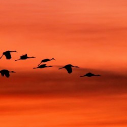 Sandhill Cranes at Sunset